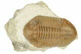 Stalk-Eyed, Asaphus Punctatus Trilobite - Russia #191163-1